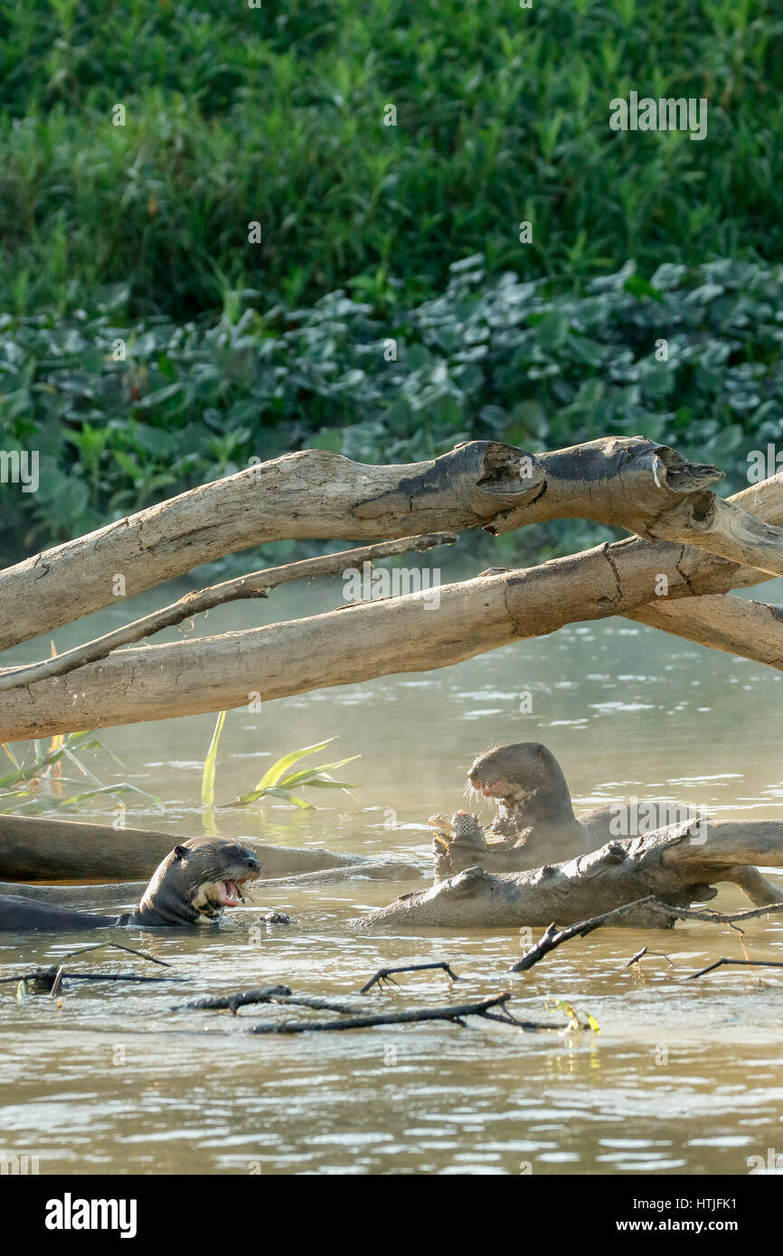 Giant River Otters eating fish in the Cuiaba River, the Pantanal region
