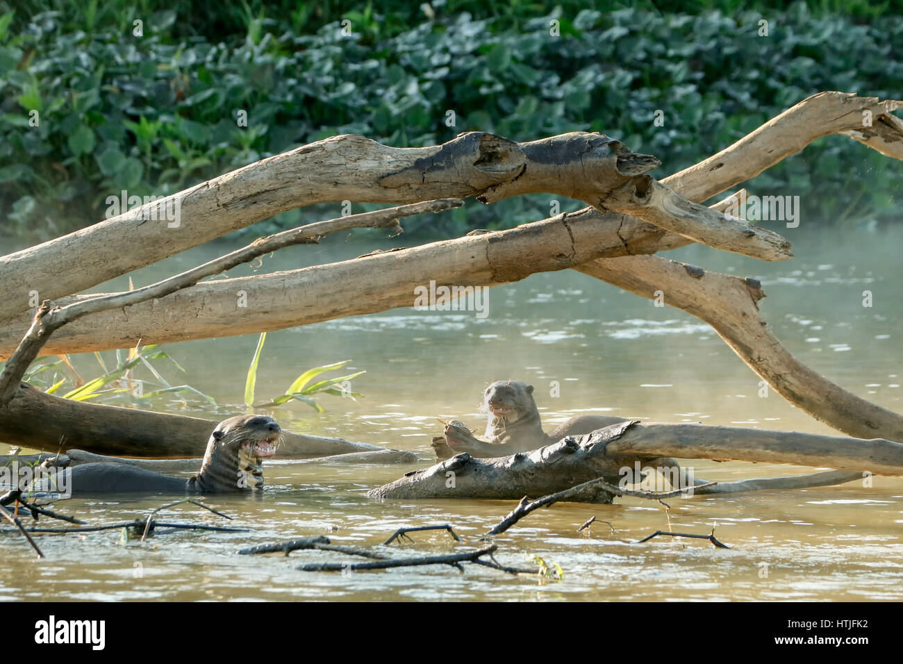 Two Giant River Otters eating fish in the Cuiaba River, the Pantanal