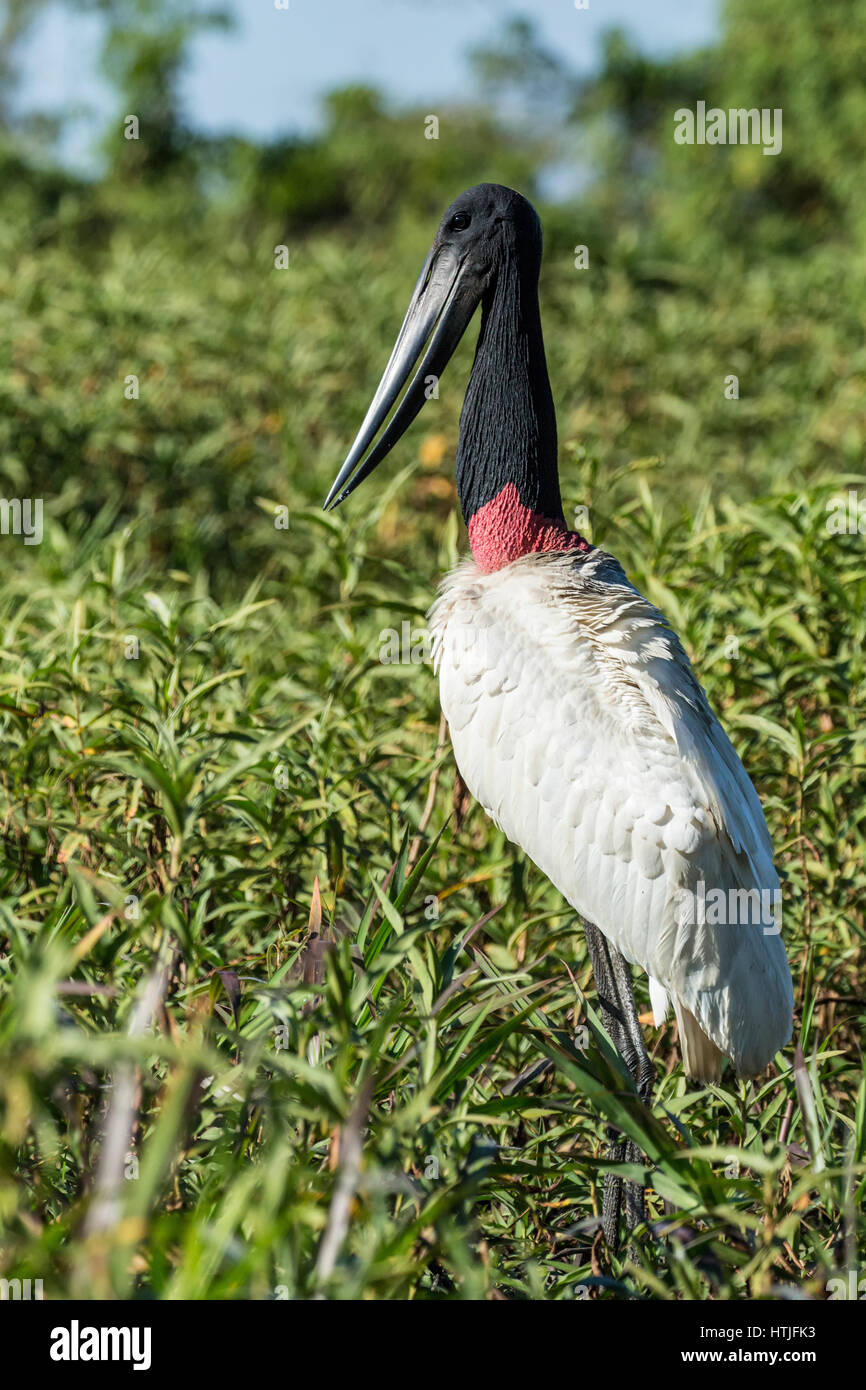 Jabiru standing in a marsh looking for fish next to the Cuiaba River in the Pantanal region, Mato Grosso state, Brazil, South America Stock Photo