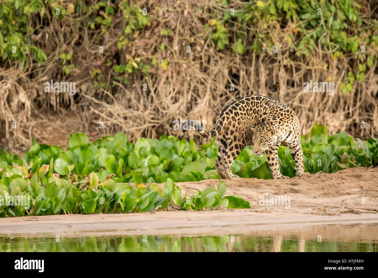 Jaguar deciding to change directions on a sandbar on the Cuiaba River, the Pantanal region, Mato Grosso state, Brazil, South America.  Common Water Hy Stock Photo