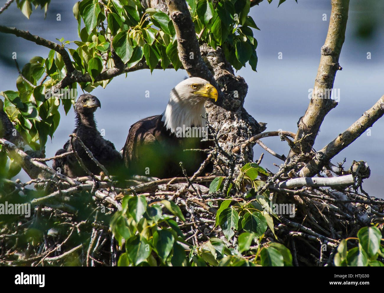 Bald eagle and its chick on the nest Stock Photo