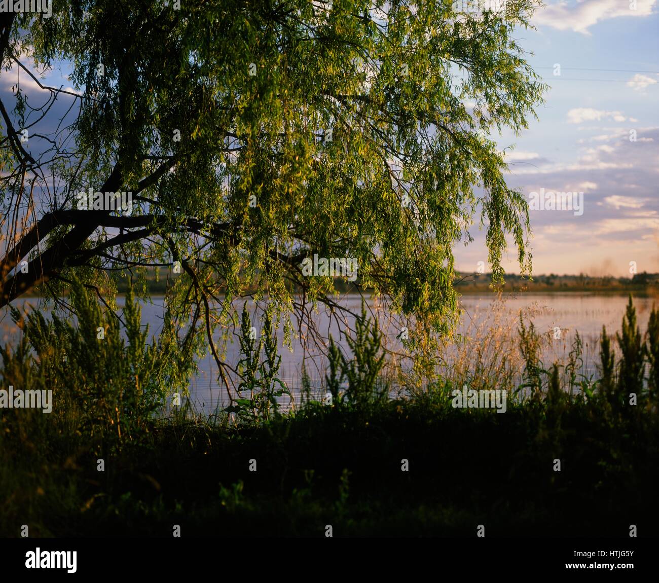 Weeping willow tree and water hi-res stock photography and images - Alamy