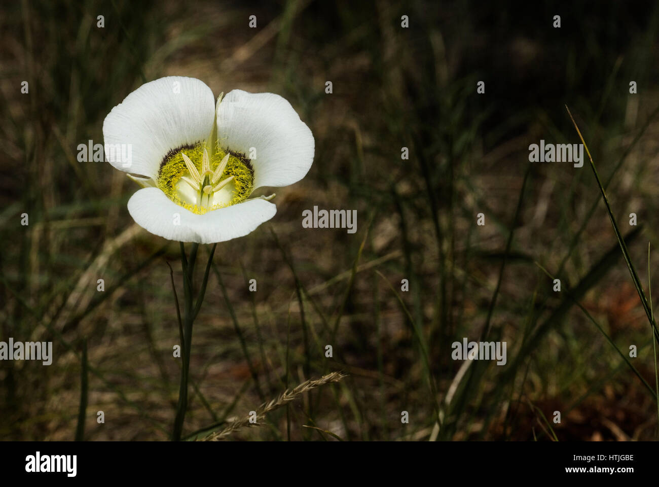Sego Lily blooms in Rocky Mountain Foothills near Boulder, CO Stock Photo