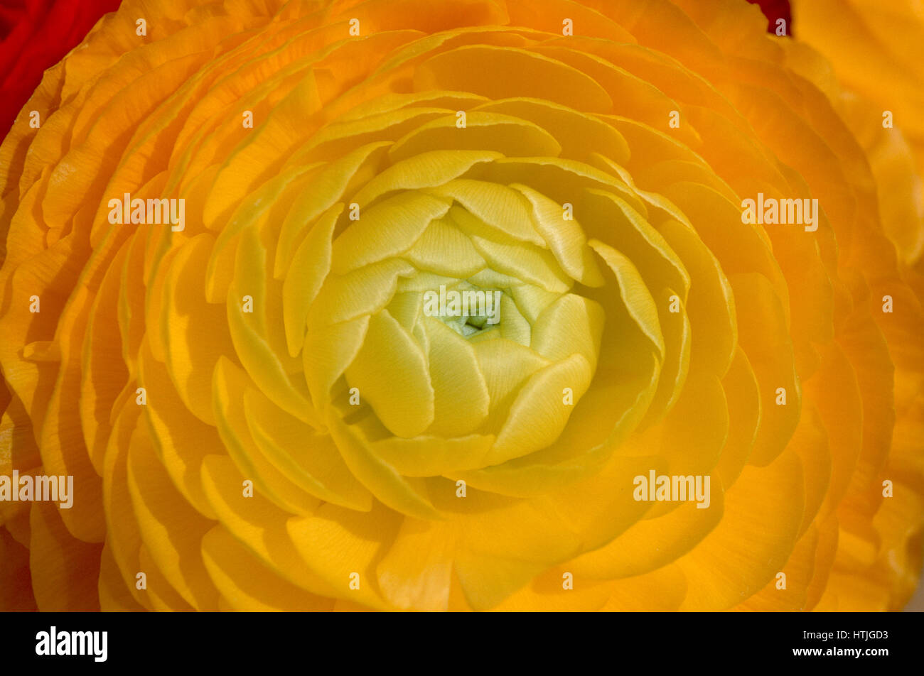 Yellow Ranunculus Bloom Stock Photo Alamy