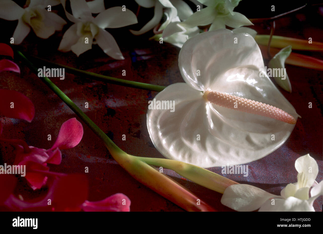 Anthurium Flower with other flowers Stock Photo