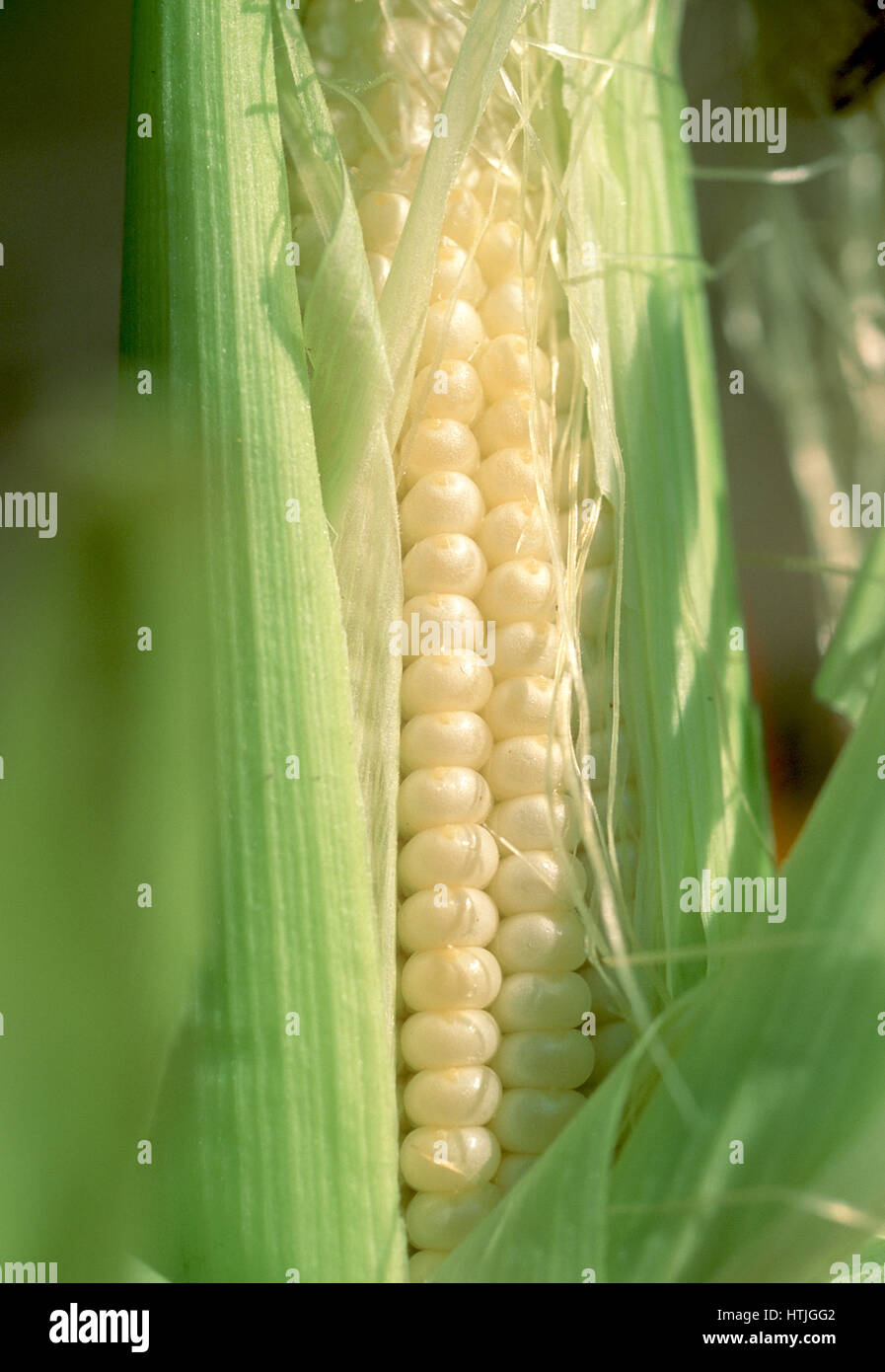 Corn and husk Stock Photo