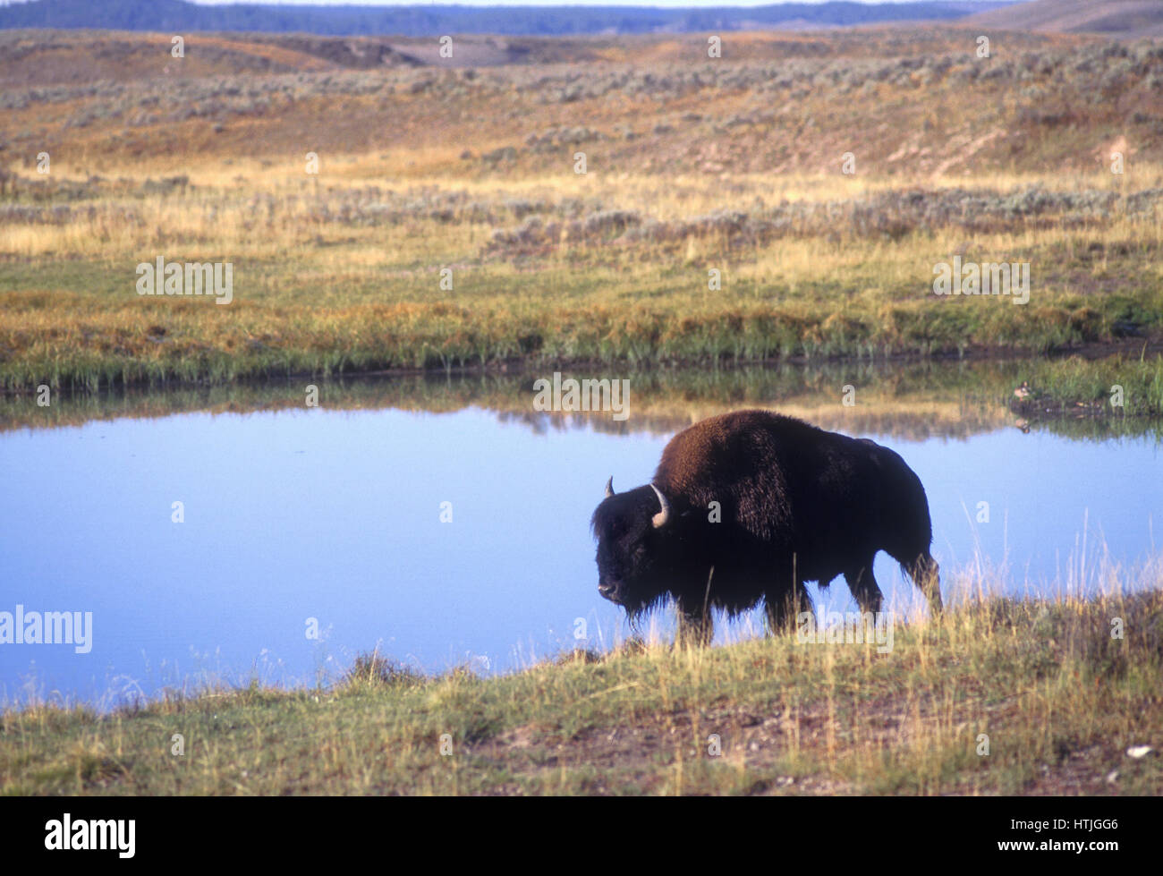Bison at Yellowstone National Park Stock Photo