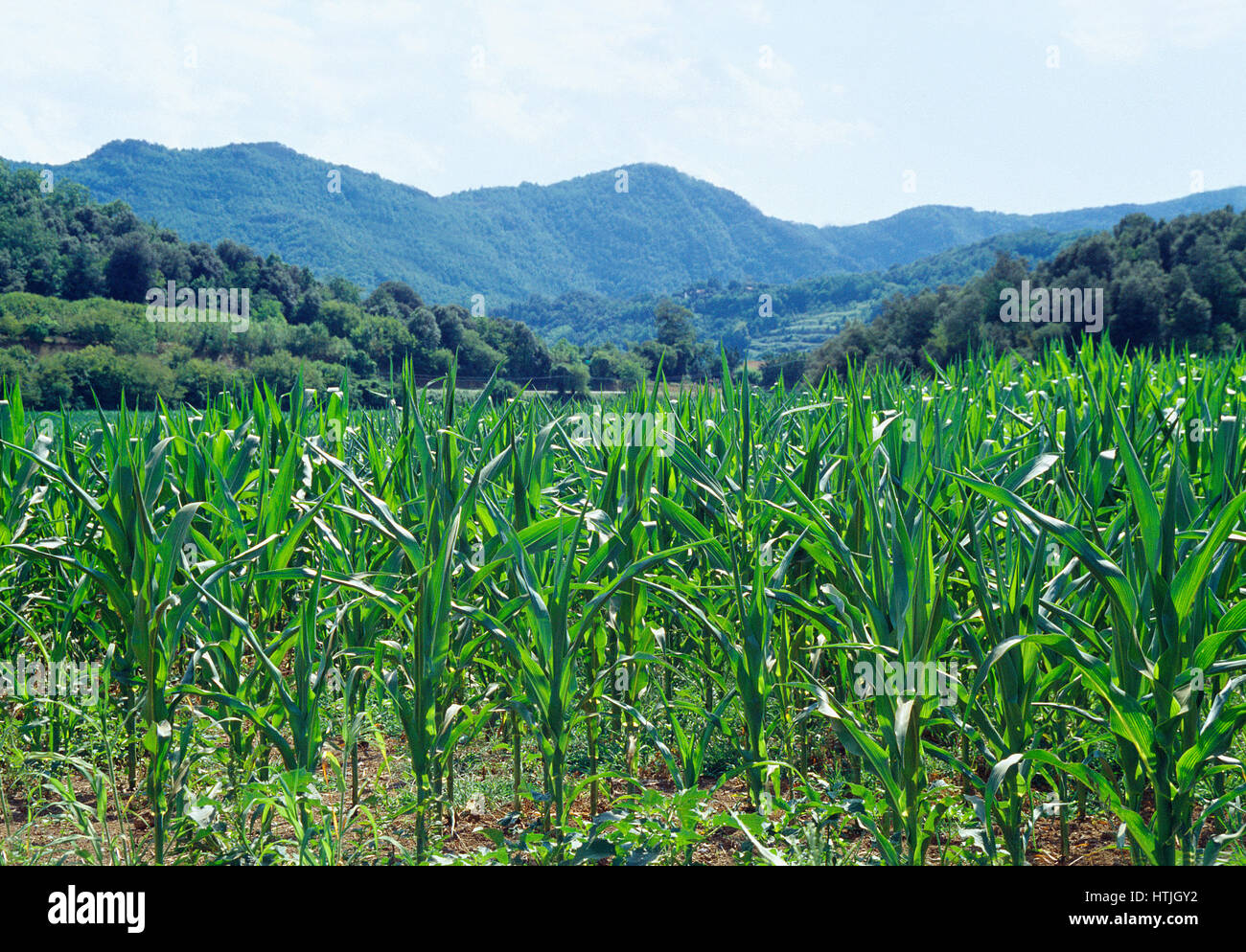 Corn field. La Garrotxa Nature Reserve, Gerona province, Catalonia, Spain. Stock Photo