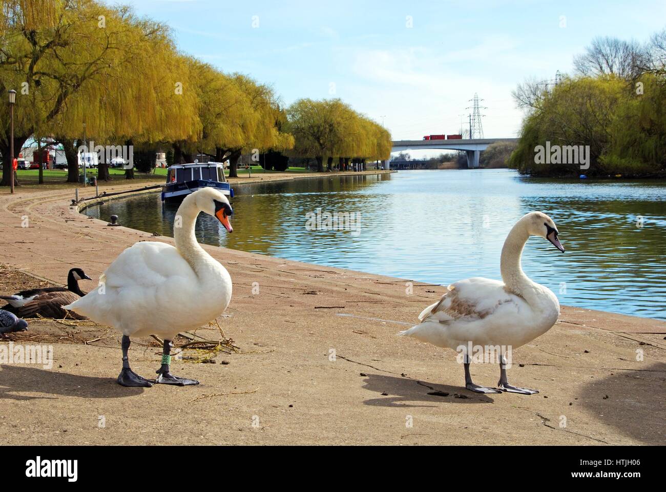 View along the river Nene in the Springtime with mute swans in the foreground, Peterborough, Cambridgeshire, England, UK, Europe. Stock Photo