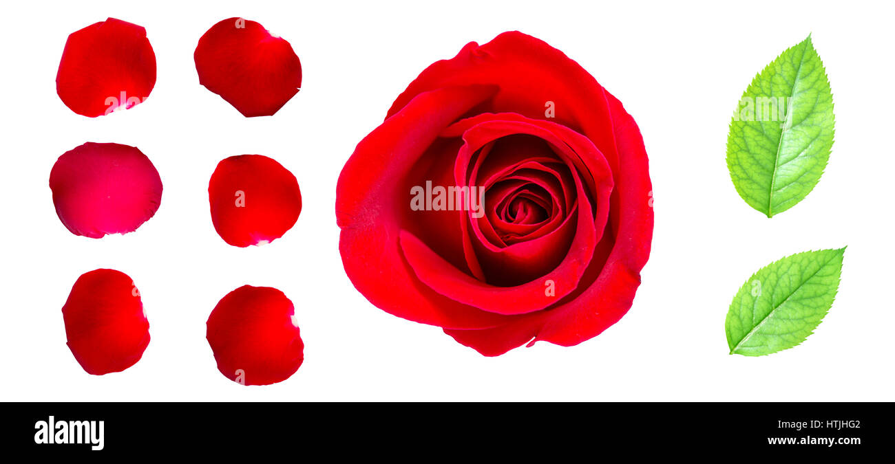 Red rose petals and rose leaf isolated on white with clipping path Stock  Photo - Alamy