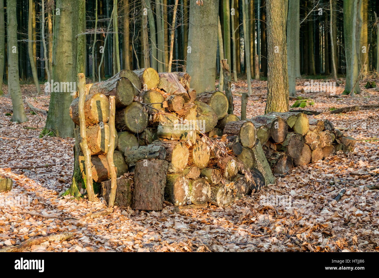 Fire wood on pile in the forest. Stock Photo