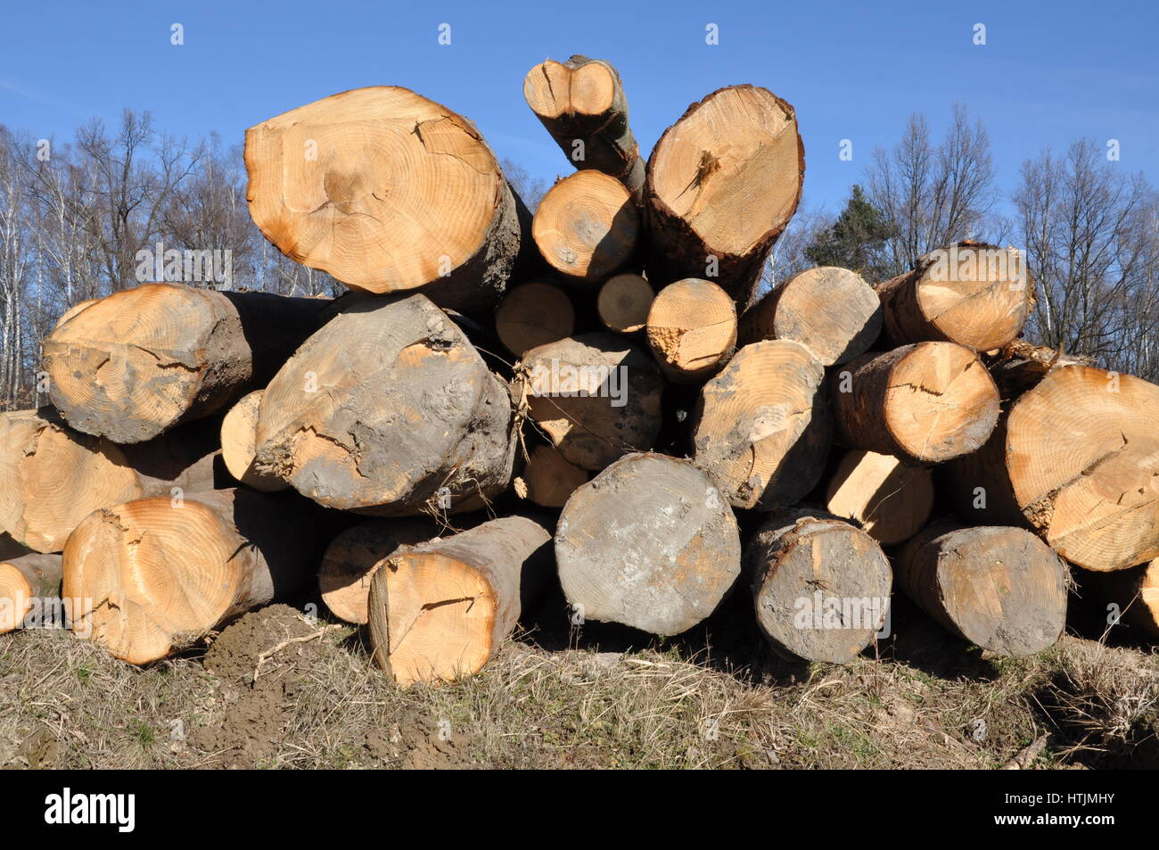 Tree logs in pile hi-res stock photography and images - Alamy