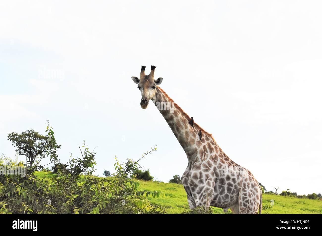 Giraffe in the veld, watering hole Stock Photo