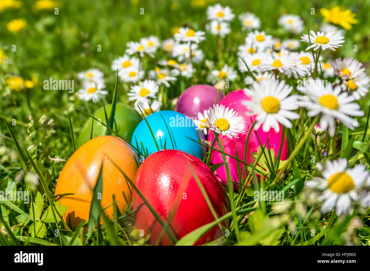 Beautiful view of colorful Easter eggs lying in the grass on a sunny day Stock Photo