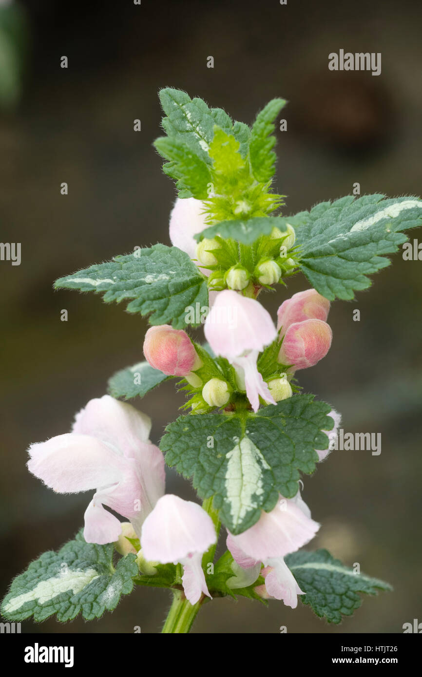 Pink form of the evergreen, ground covering deadnettle, Lamium maculatum Stock Photo