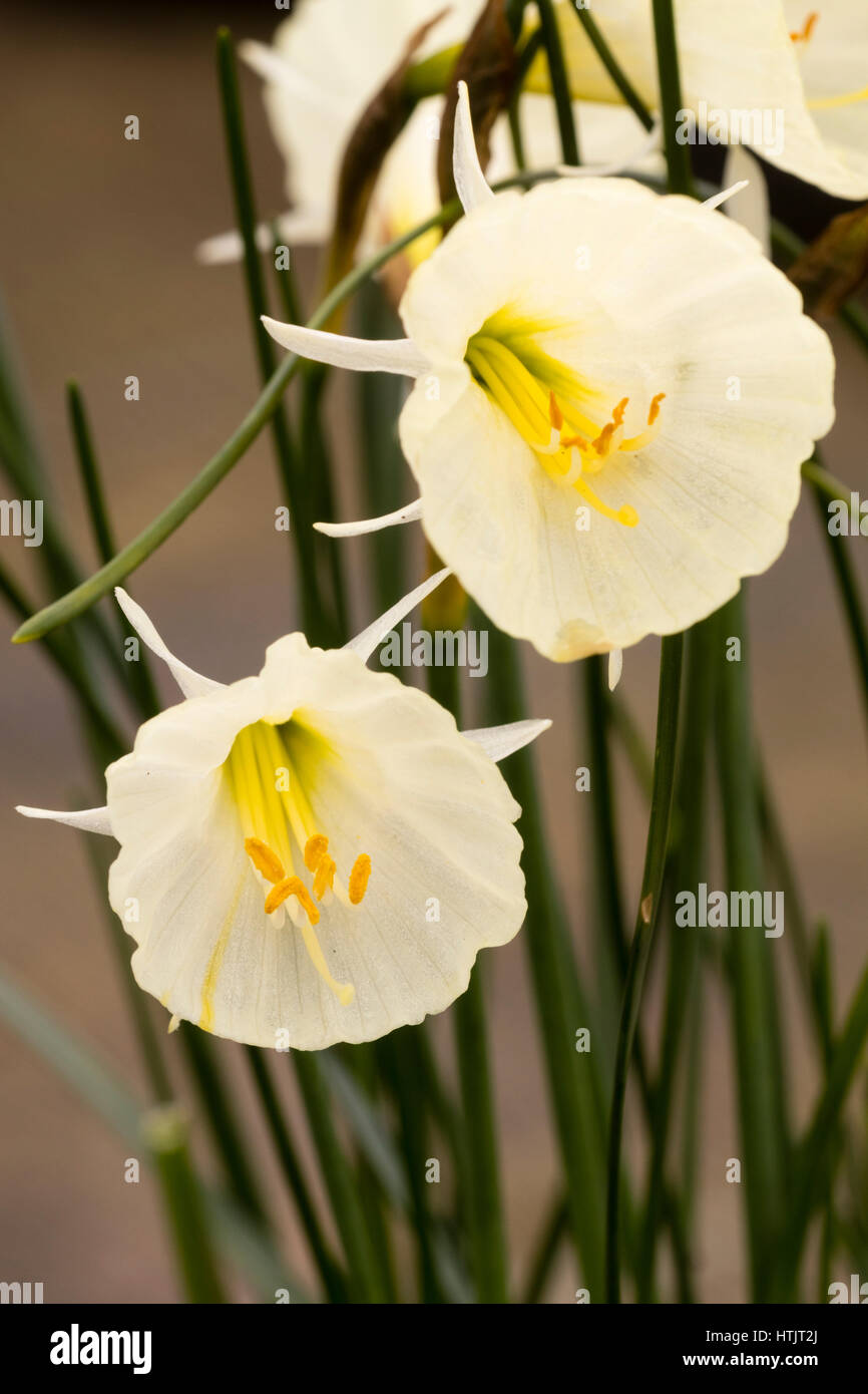 Pale yellow, early spring flowers of the hoop petticoat daffodil, Narcissus bulbocodium 'Spoirot' Stock Photo