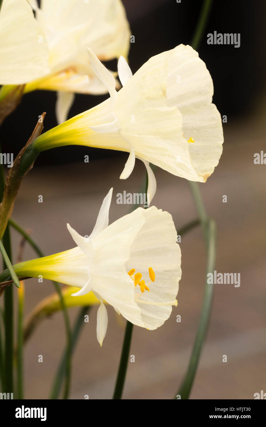 Pale yellow, early spring flowers of the hoop petticoat daffodil, Narcissus bulbocodium 'Spoirot' Stock Photo