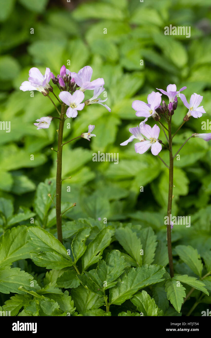 Delicate lilac flowers of the early spring flowering perennial, Cardamine glanduligera Stock Photo