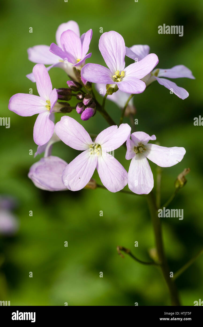 Delicate lilac flowers of the early spring flowering perennial, Cardamine glanduligera Stock Photo