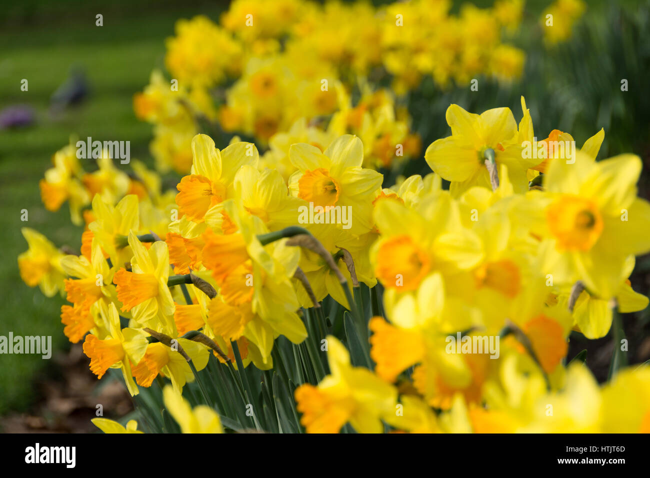 Daffodils in bloom, England, UK Stock Photo Alamy