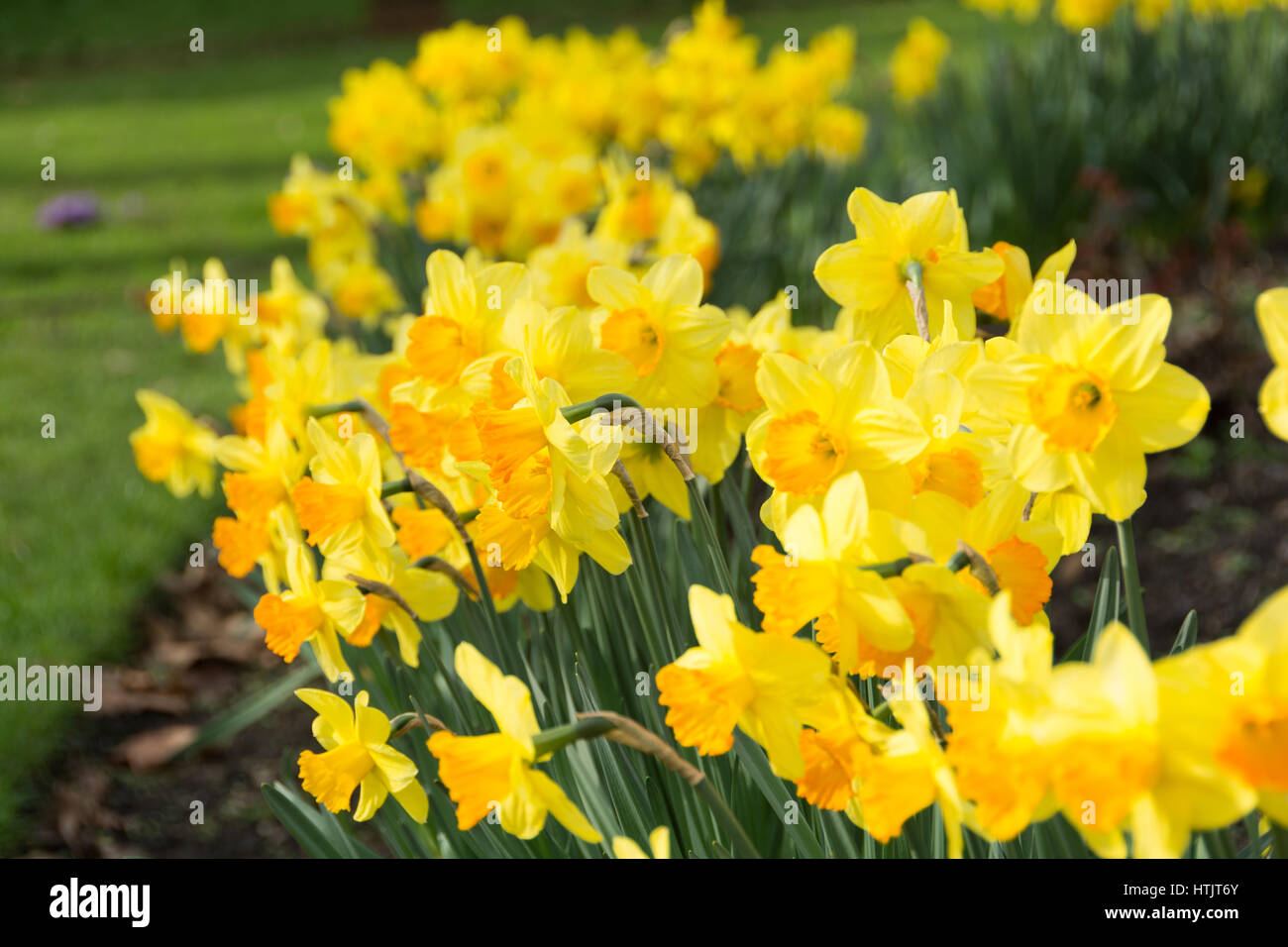 Flowering yellow daffodils, England, UK Stock Photo Alamy