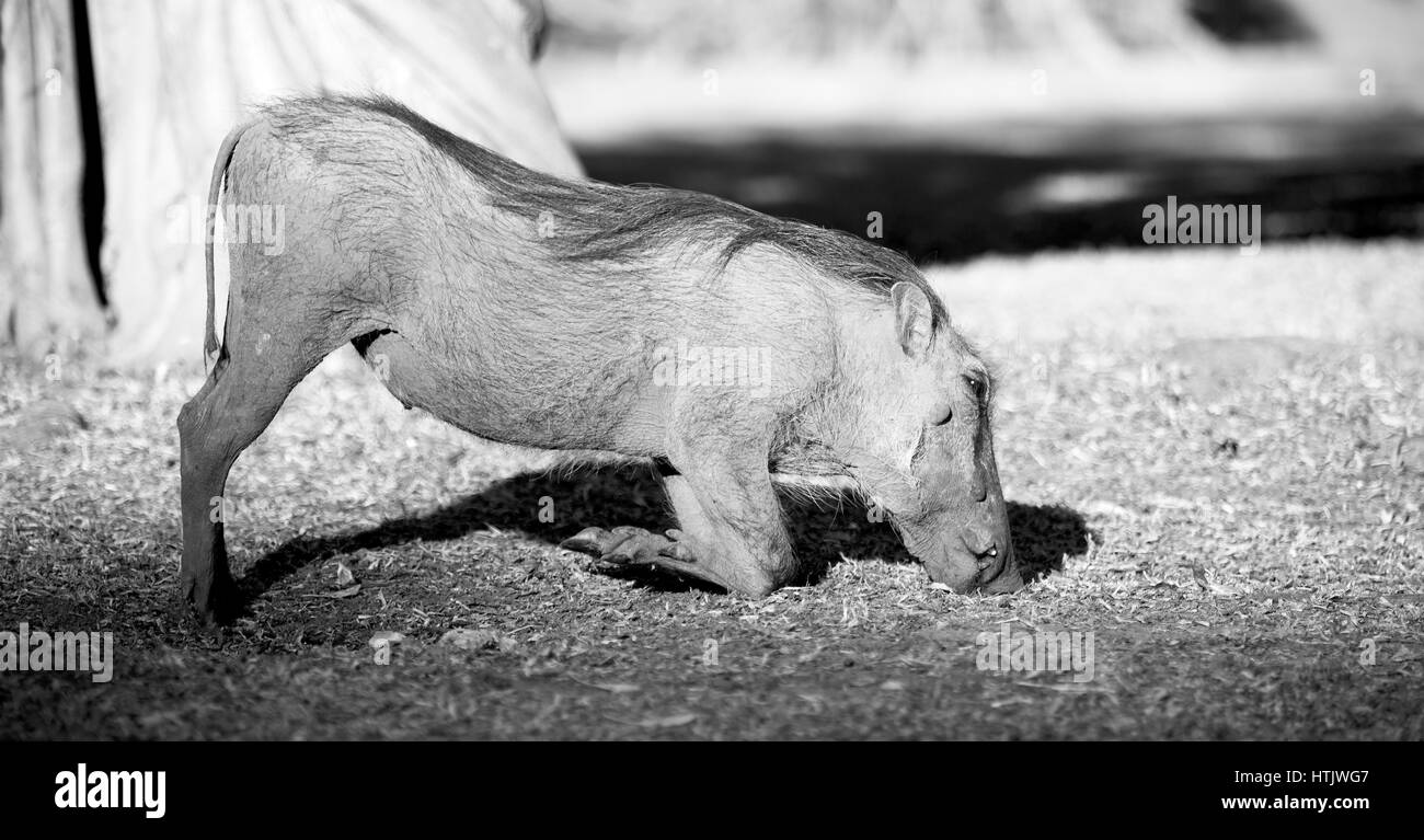 blur in south africa   kruger  wildlife    nature  reserve and  wild  warthog Stock Photo