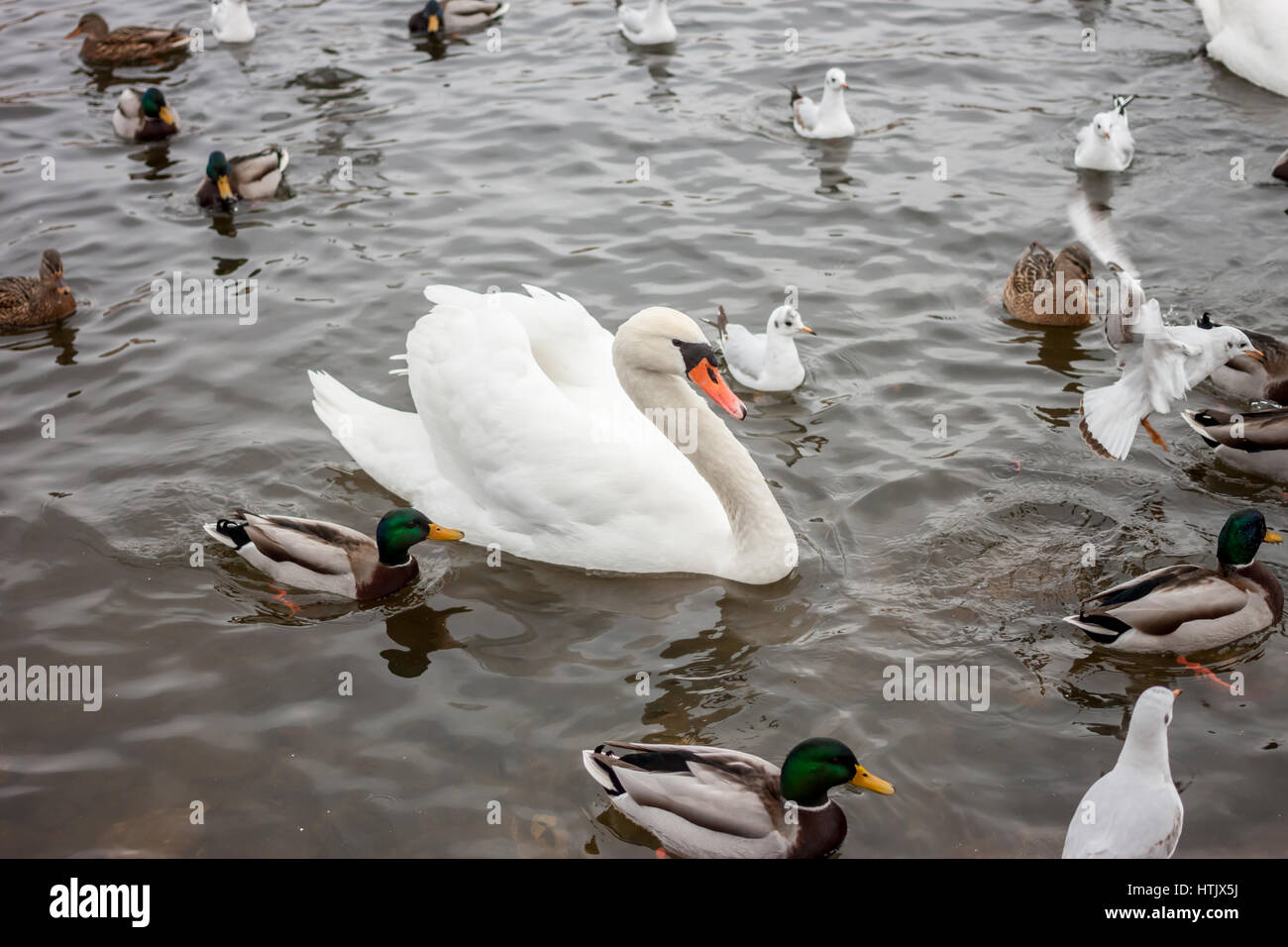 one swan among other birds Stock Photo