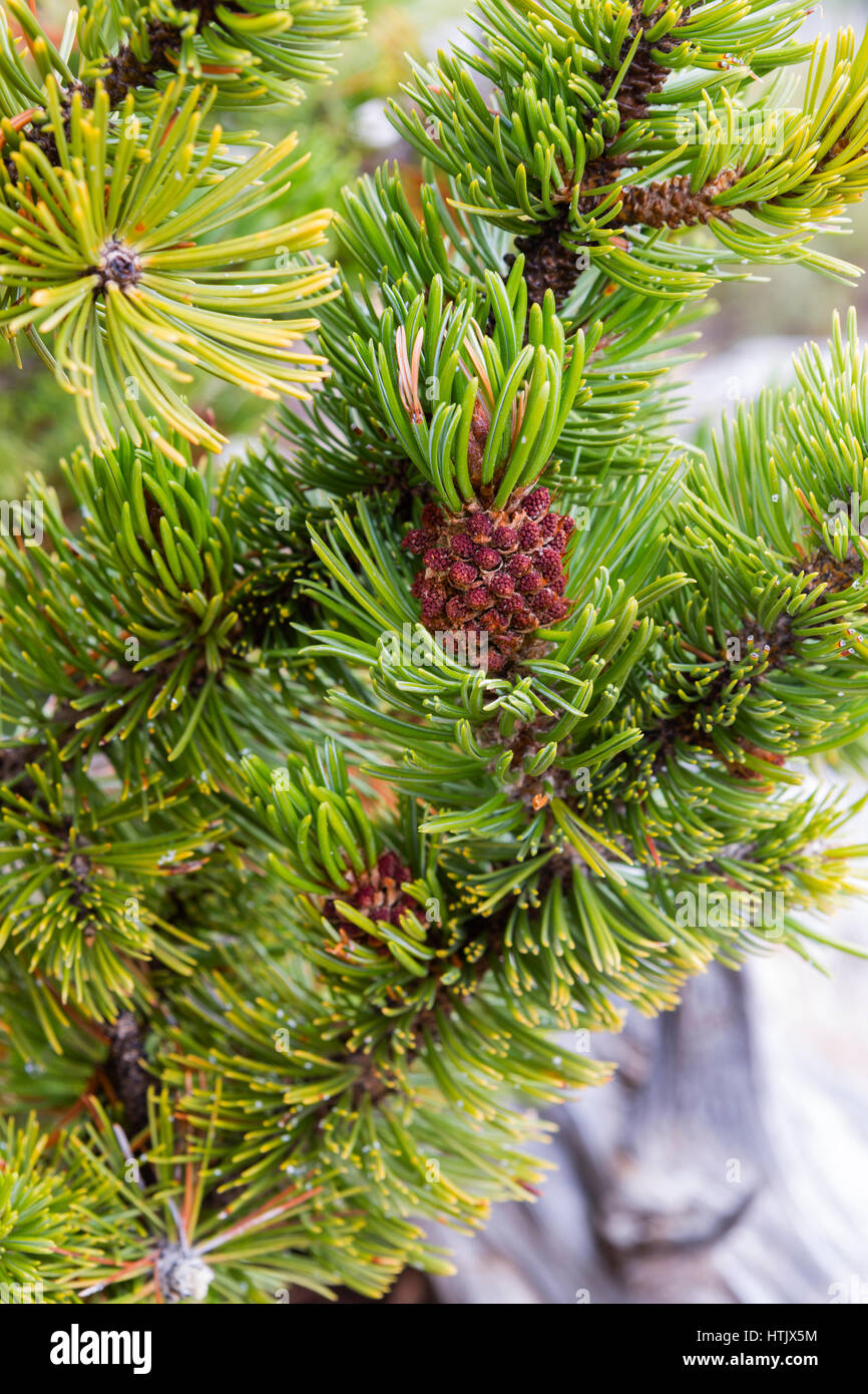 Rocky Mountain Bristlecone Pine (Pinus aristata) cone, Bryce Canyon National Park, UT, USA Stock Photo
