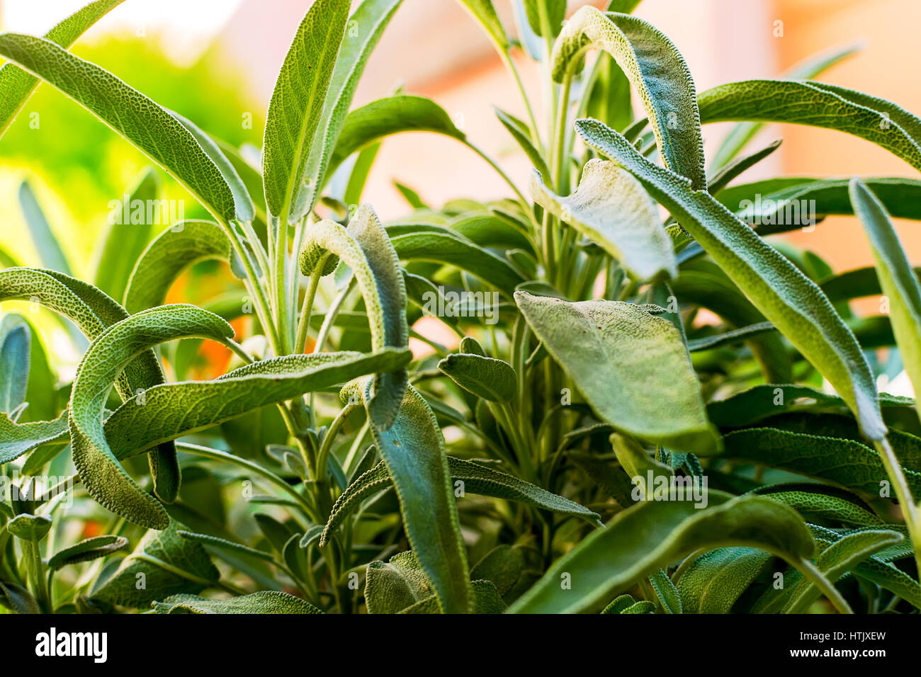 Botany herb hires stock photography and images Alamy