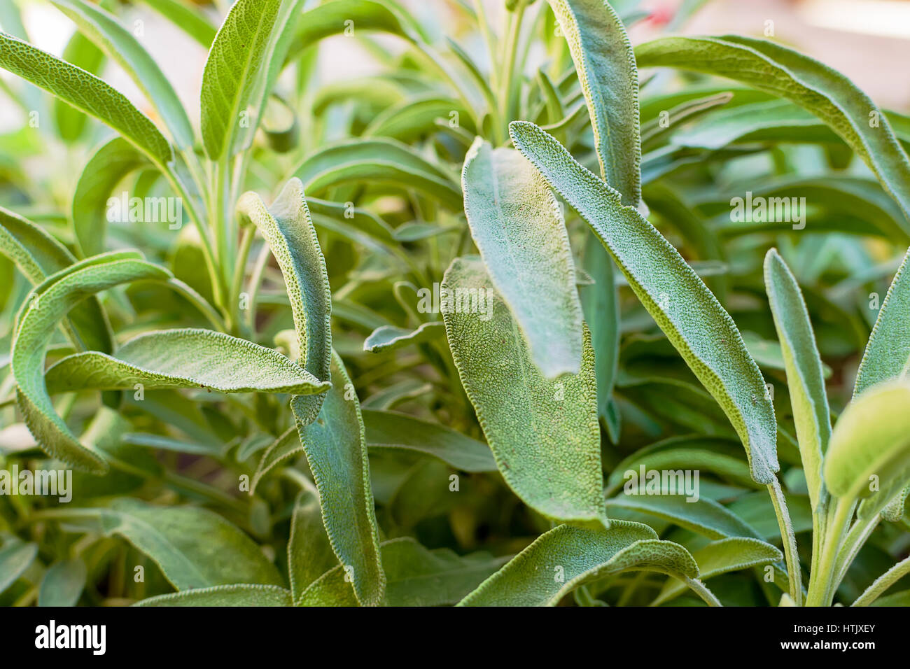 Growing garden sage in vegetable garden close up Stock Photo Alamy