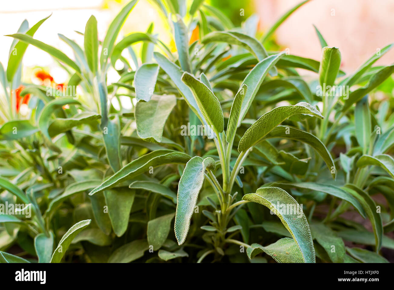Growing garden sage in vegetable garden close up Stock Photo Alamy