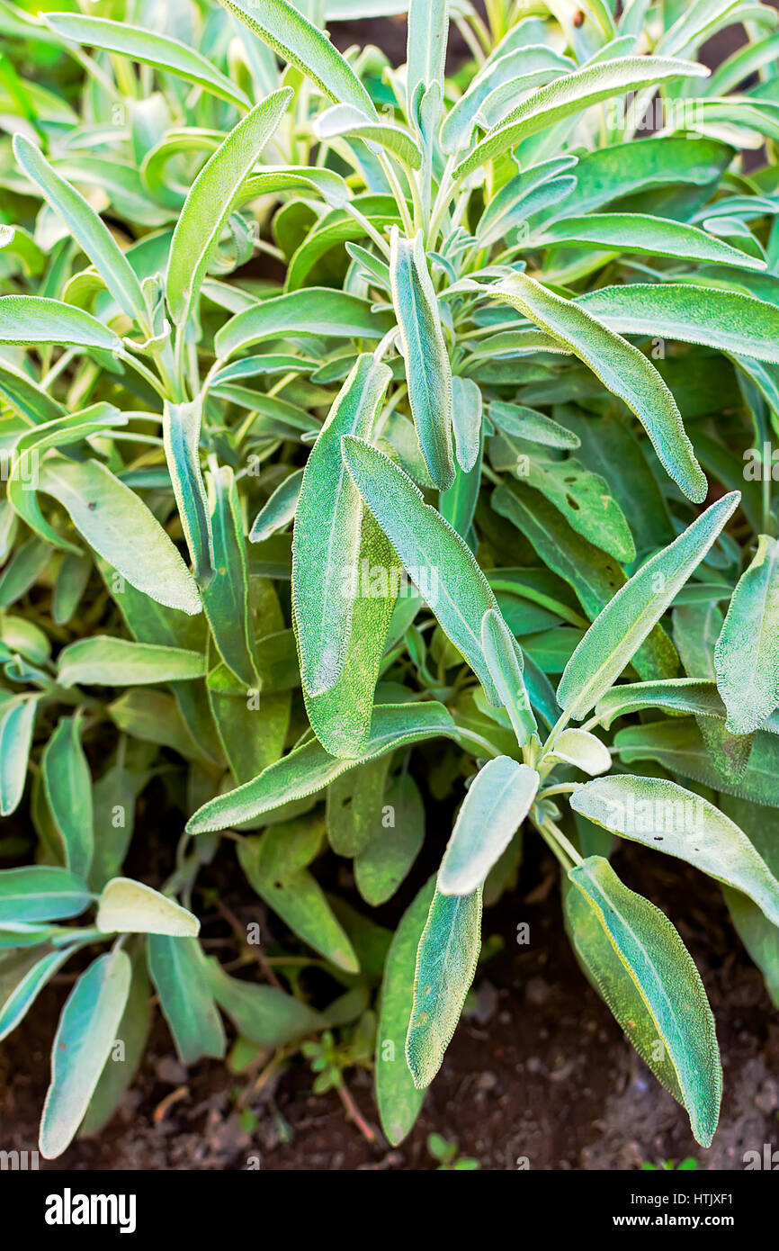 Growing garden sage in vegetable garden close up Stock Photo Alamy