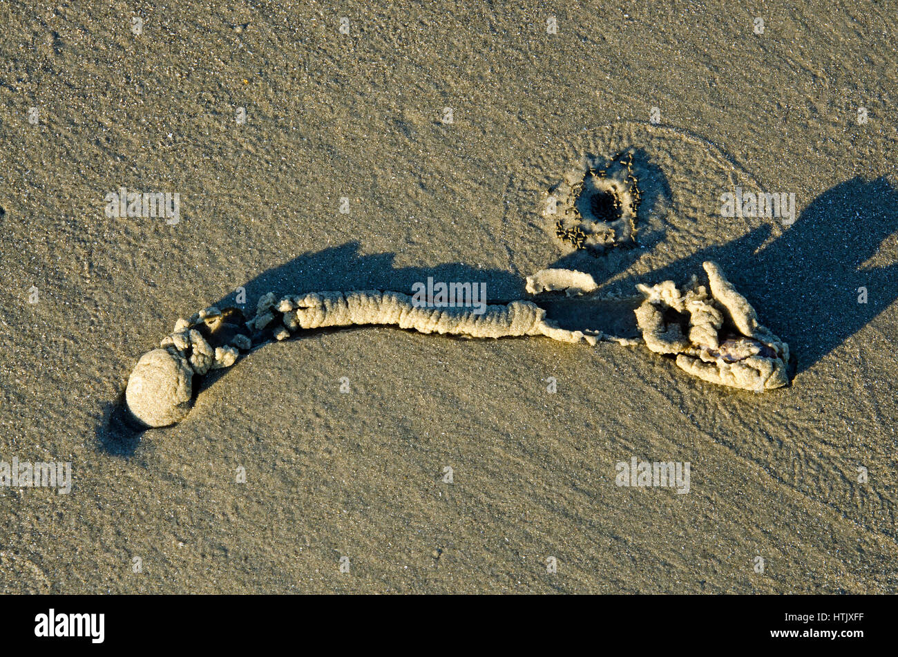 Ghost shrimp hi-res stock photography and images - Alamy