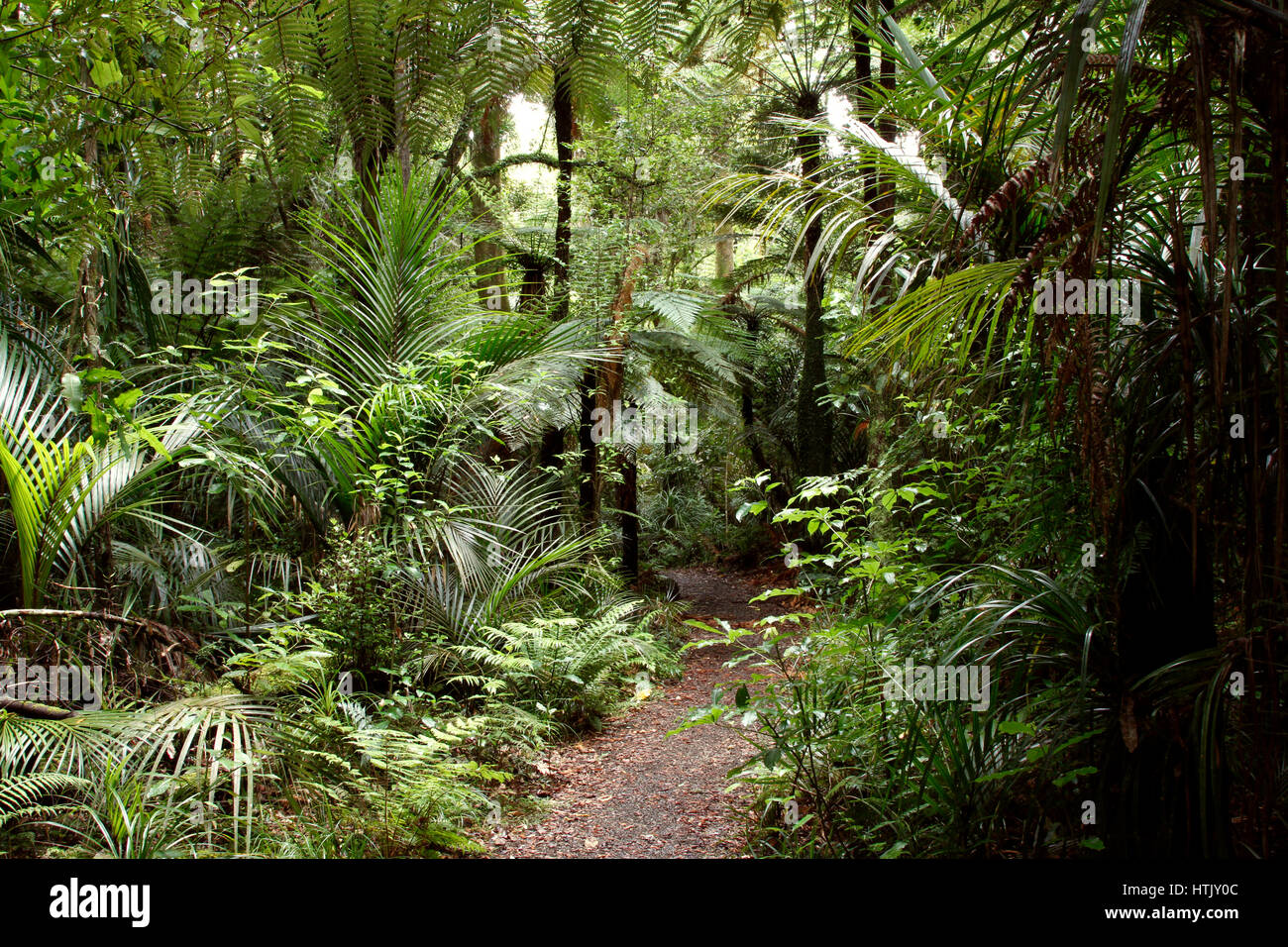 Walking trail in tropical forest Stock Photo - Alamy