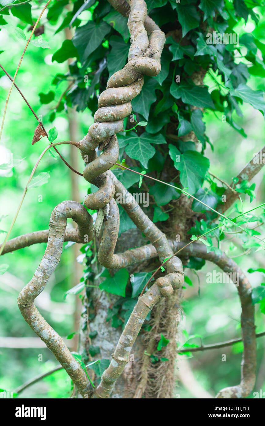 Hedera colchica called Persian or Colchis ivy Stock Photo