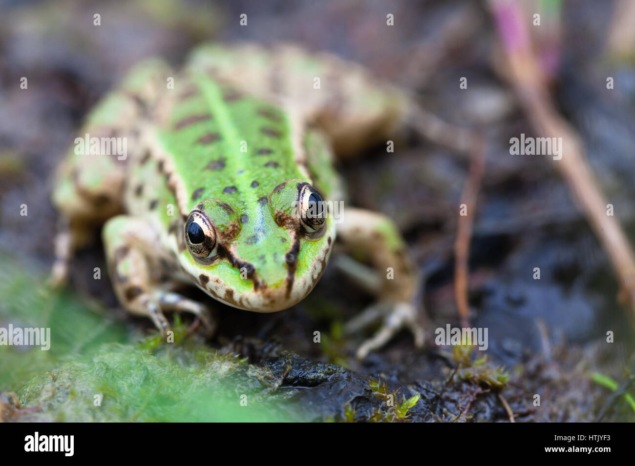 The Edible frog (Rana ridibunda) Stock Photo