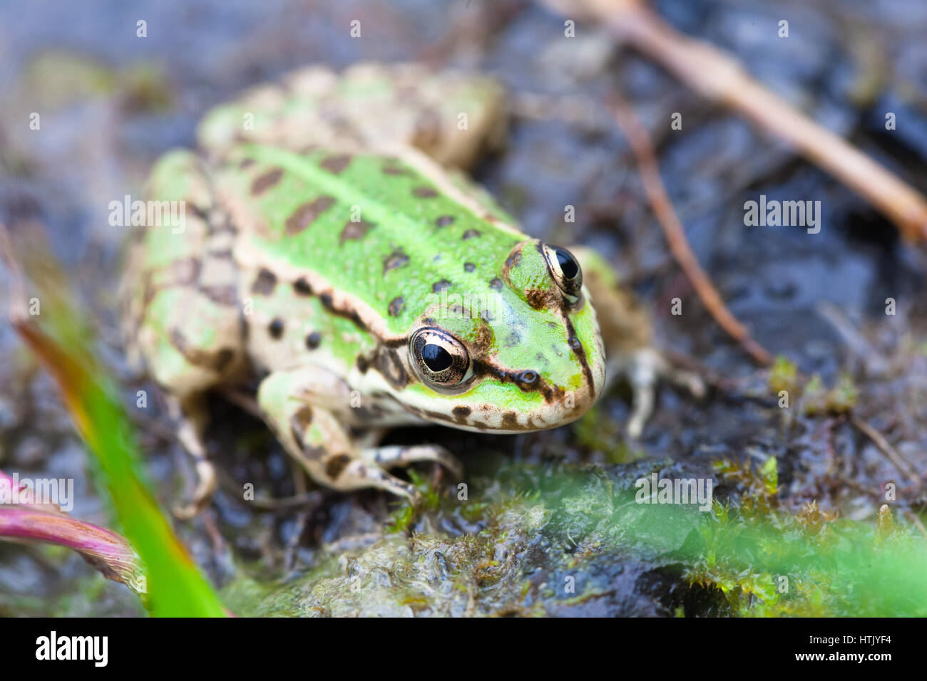 The Edible frog (Rana ridibunda) Stock Photo