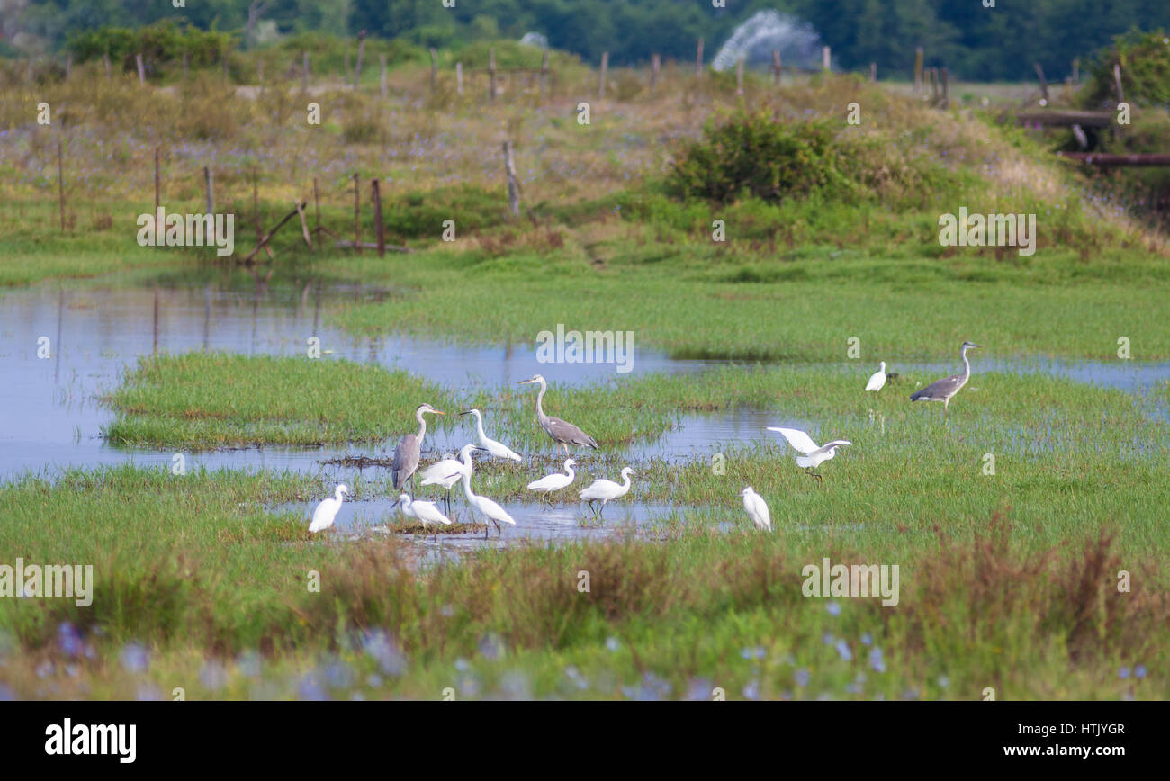 White and gray herons in the meadows of Lake Inkit in Abkhazia Stock Photo