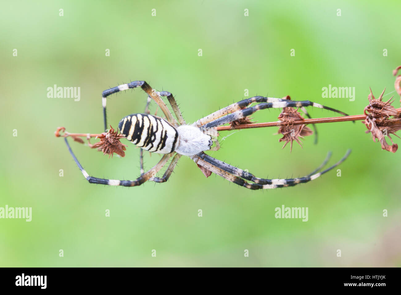 Argiope bruennichi (Wasp spider) Stock Photo