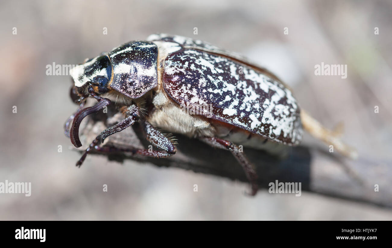 Polyphylla fullo is a beetle belonging to the family Scarabaeidae Stock Photo