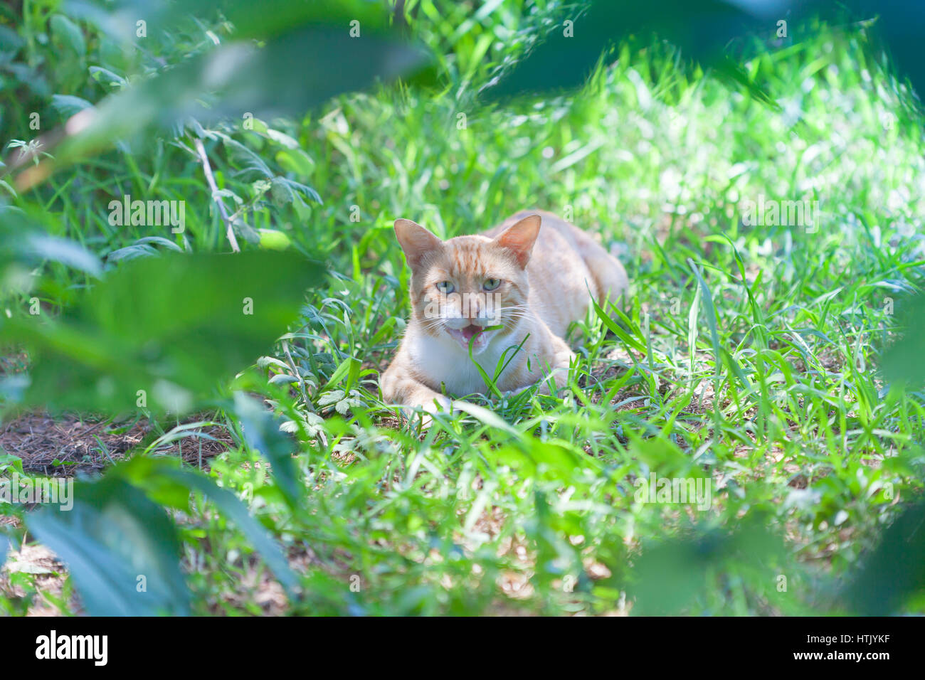 Cat lying on the grass and chews it Stock Photo