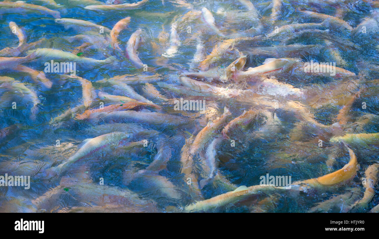 Trout pond hires stock photography and images Alamy