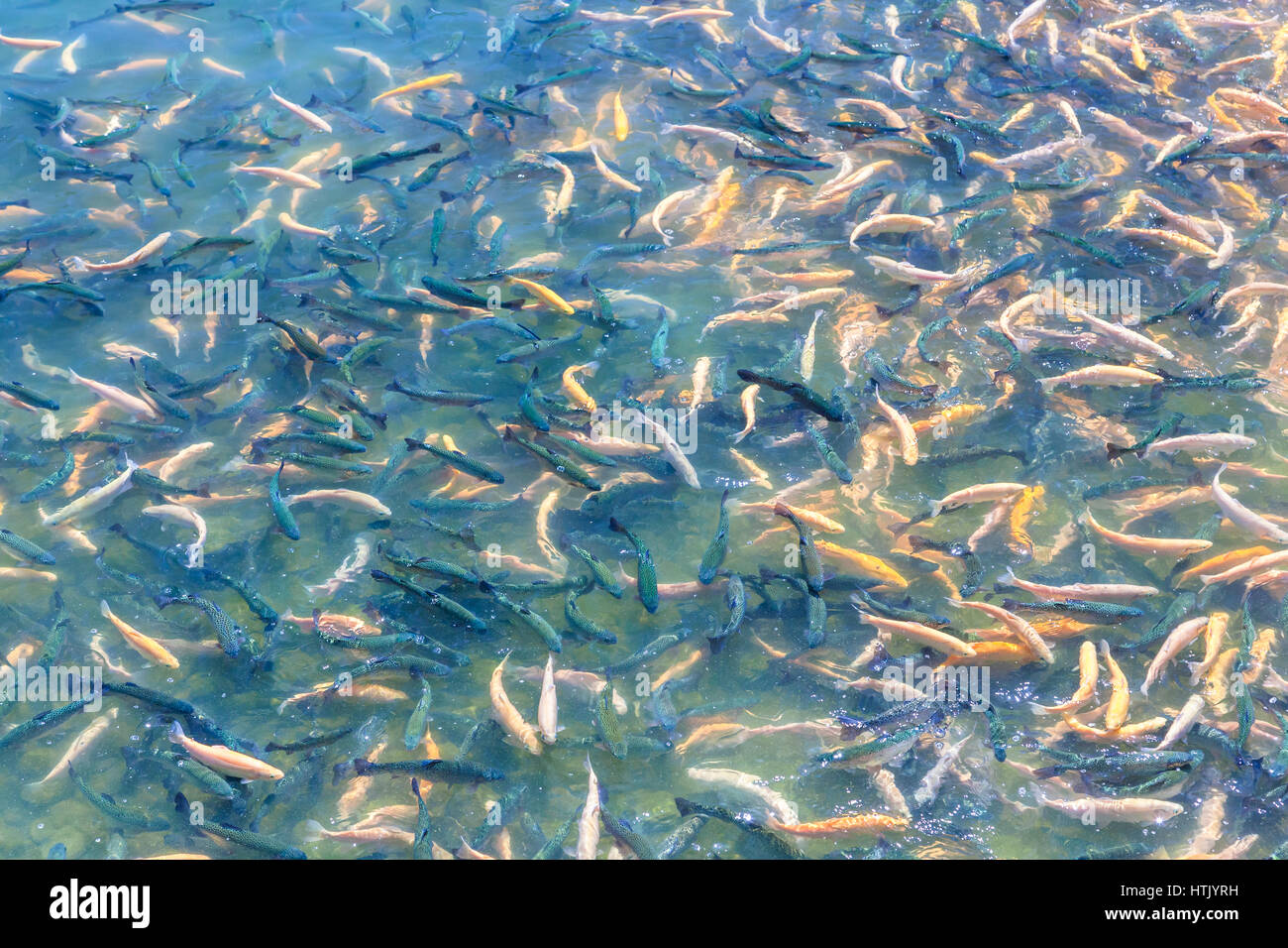 Trout floats in the pond on the fish farm Stock Photo