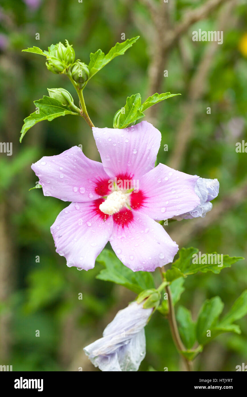 Flower of the Hibiscus syriacus after rain Stock Photo Alamy