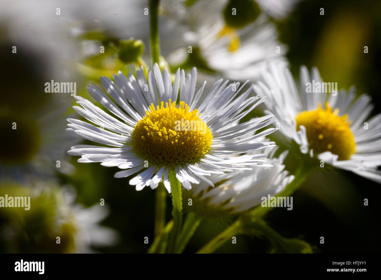 Wild Daisy Flower close up macro photo Stock Photo Alamy