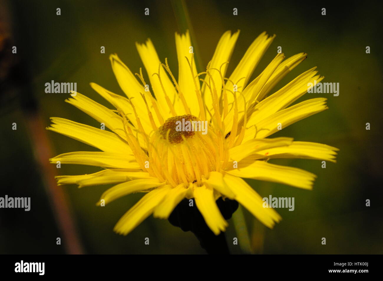 Daisy Fleabane (Inula Salicina) wild yellow flower. Stock Photo