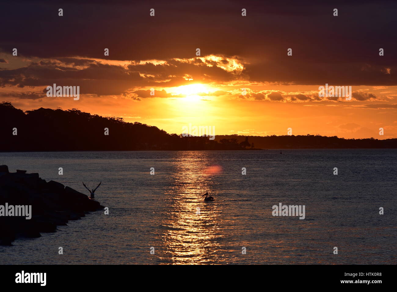 Quiet sunset in Nelson Bay with Australian pelican resting on calm water and taking off. Stock Photo