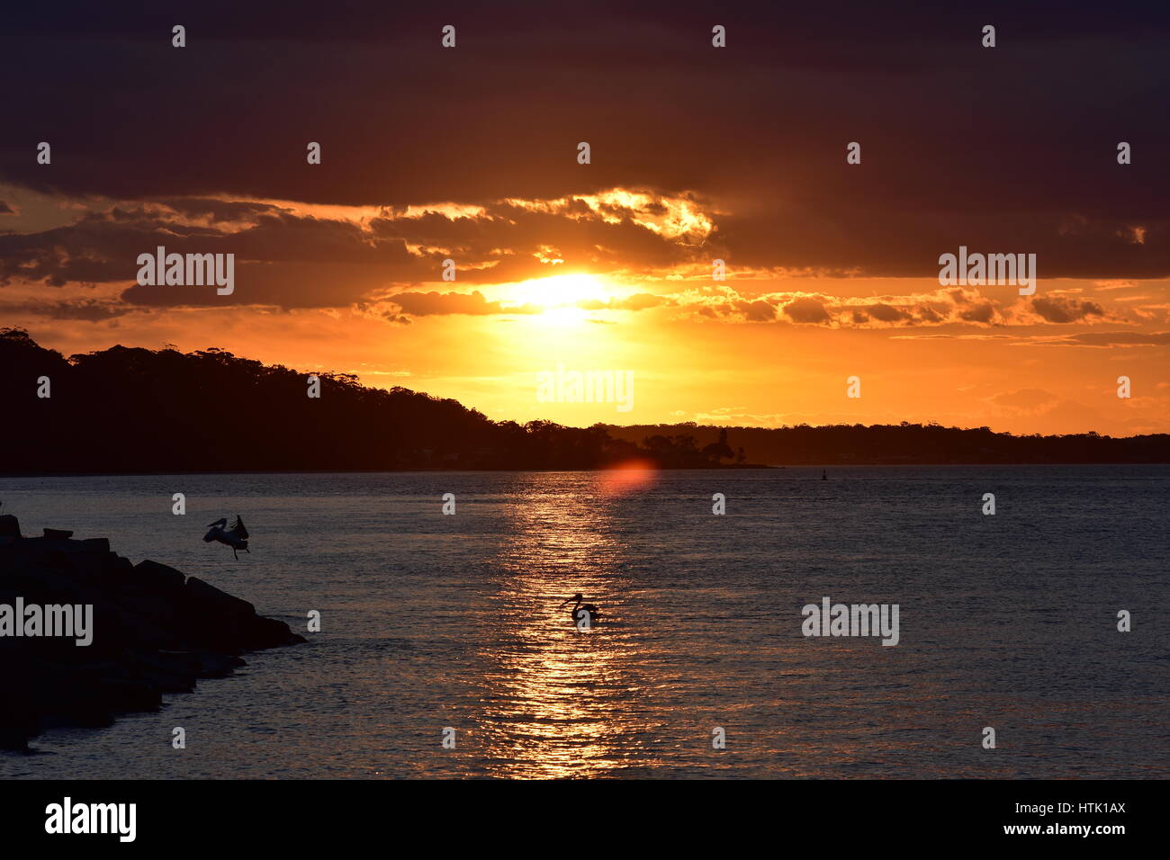 Quiet sunset in Nelson Bay with Australian pelican resting on calm water and taking off. Stock Photo