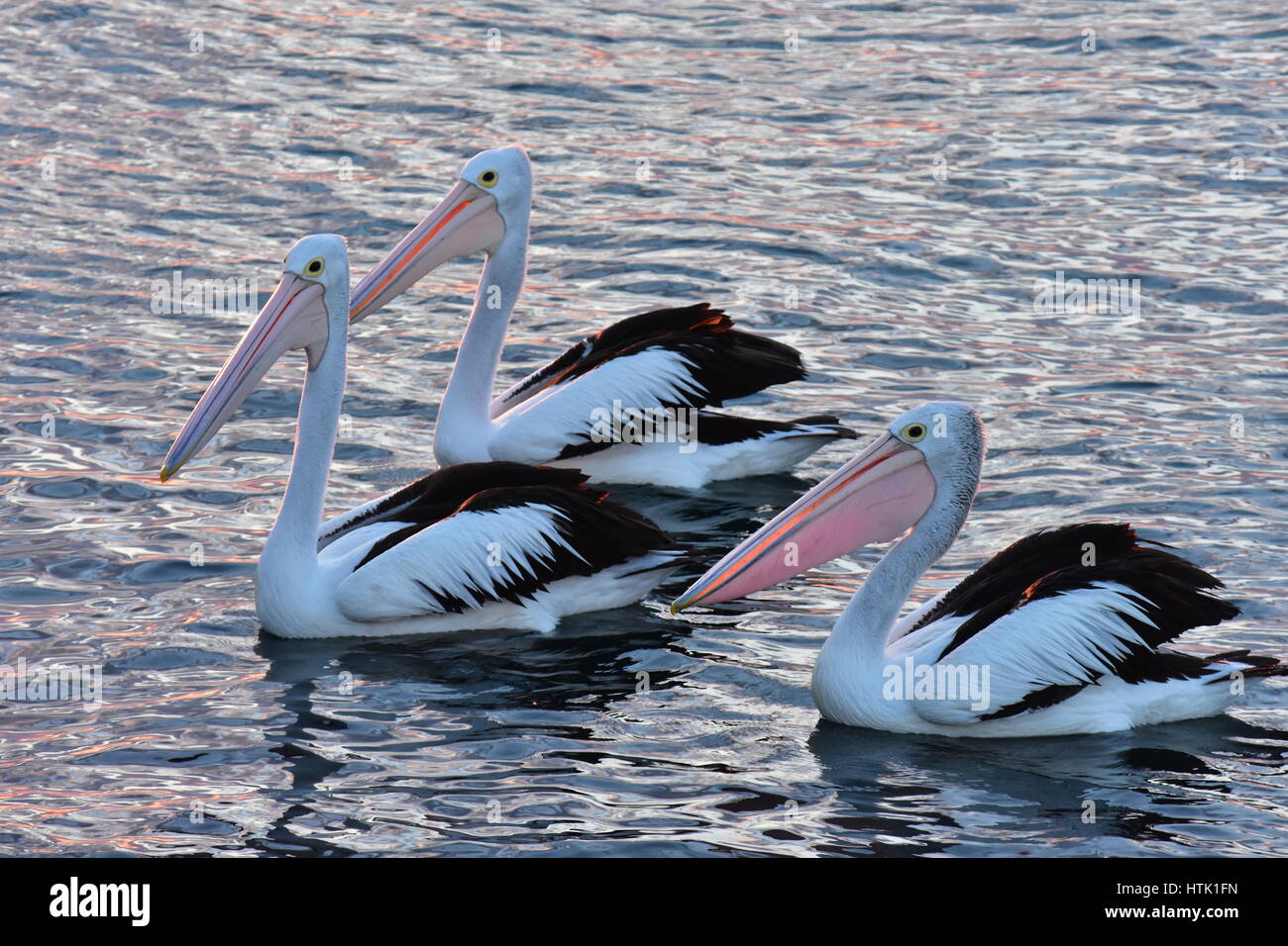 Australian pelicans Pelecanus conspicillatus on calm water surface in late evening light. Stock Photo