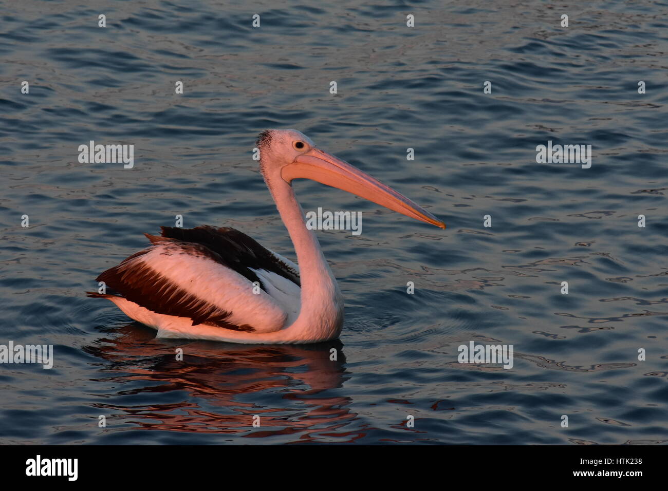 Australian pelican Pelecanus conspicillatus on calm water surface in late evening light. Stock Photo